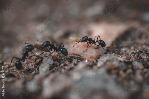 hormigas trabajando sin descanso © Ivan