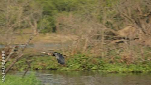 Ardea purpurea, purple heron flying in slow motion over the water of river Nile .. photo