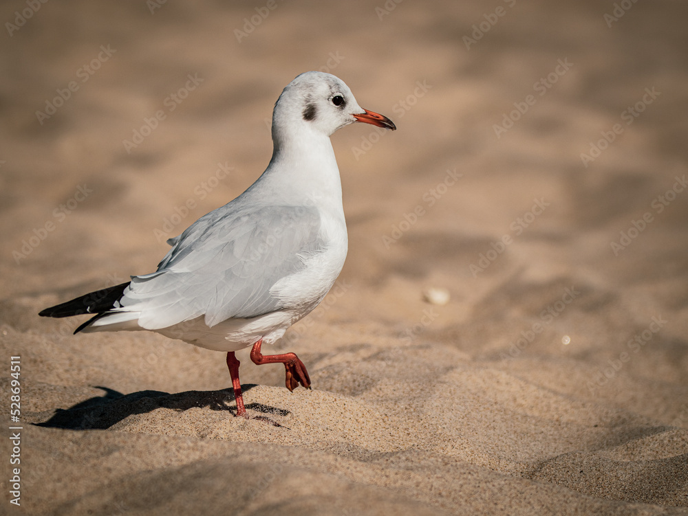 seagull on the beach seagull on the beach