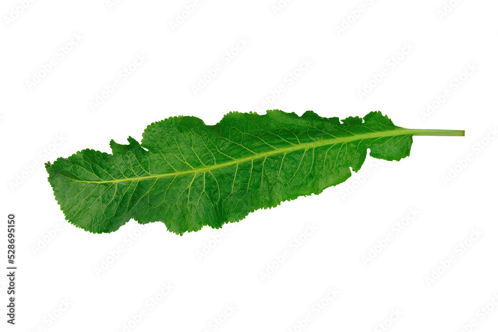Fototapeta premium horseradish leaf on white background. large green leaf