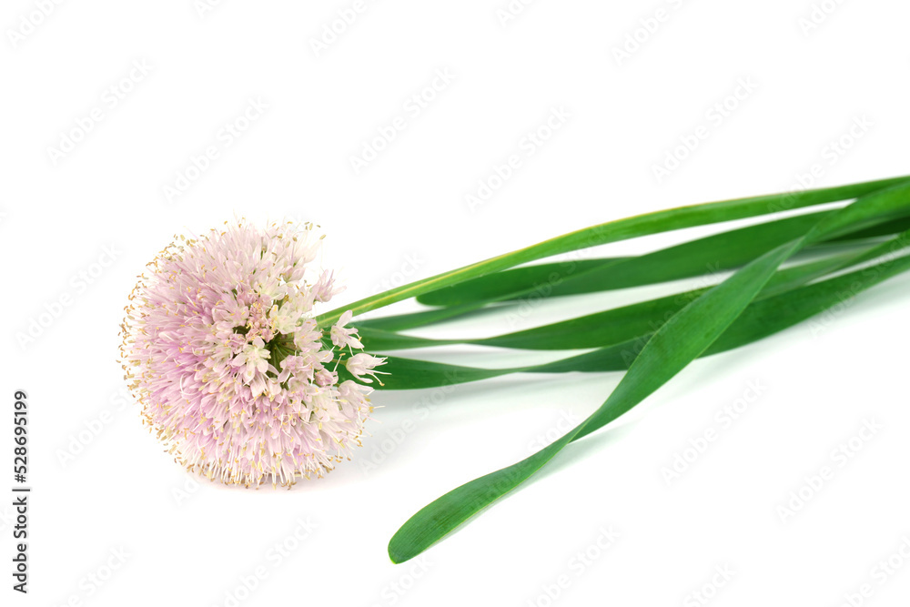 Fototapeta premium green onion flowers on white background. chives