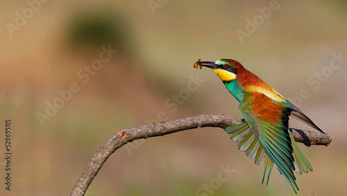 The European Bee-eater is in the branch.