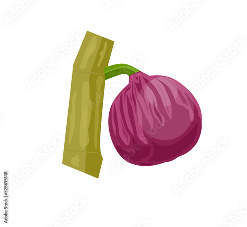 Whole common fig purple tropical fruit isolated flat cartoon berry. Vector sweet snack, ficus carica organic violet fig healthy fruit. Exotic food dessert, ripe summer cluster or sycamore fig