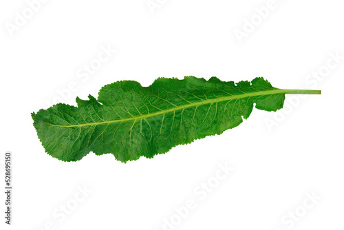 Leinwand Poster horseradish leaf on white background. large green leaf
