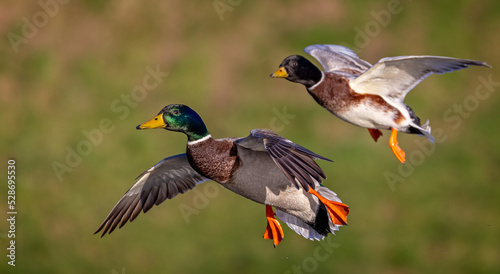Close up of pair of Mallard ducks coming into land - soft diffused bokah