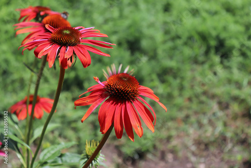 Red coneflower Cheyenne Spirit is blooming in the summer. Coneflowers bloom from June to August. Attractive to butterflies and other insect pollinators.
