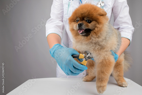 veterinarian cuts claws to the dog