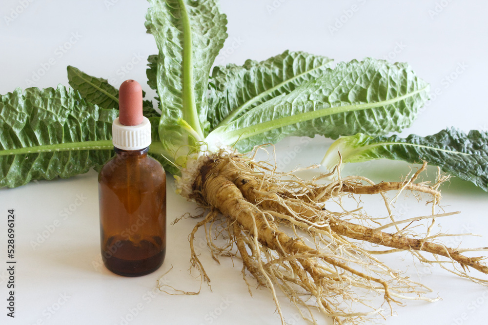 Fototapeta premium Preparation of alcohol tincture from wild teasel root .In folk medicine, their roots are used to produce medicinal tinctures for the treatment of rheumatism, tuberculosis.