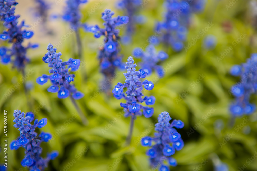 Blue Salvia flowers field in the park. Summer or springtime season background. Blue Salvia flowers field in the park. Summer or springtime season background.