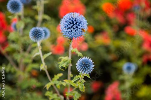 Flowers of Echinops ritro, the southern globe thistle. A species of flowering plant in the family Asteraceae. 
