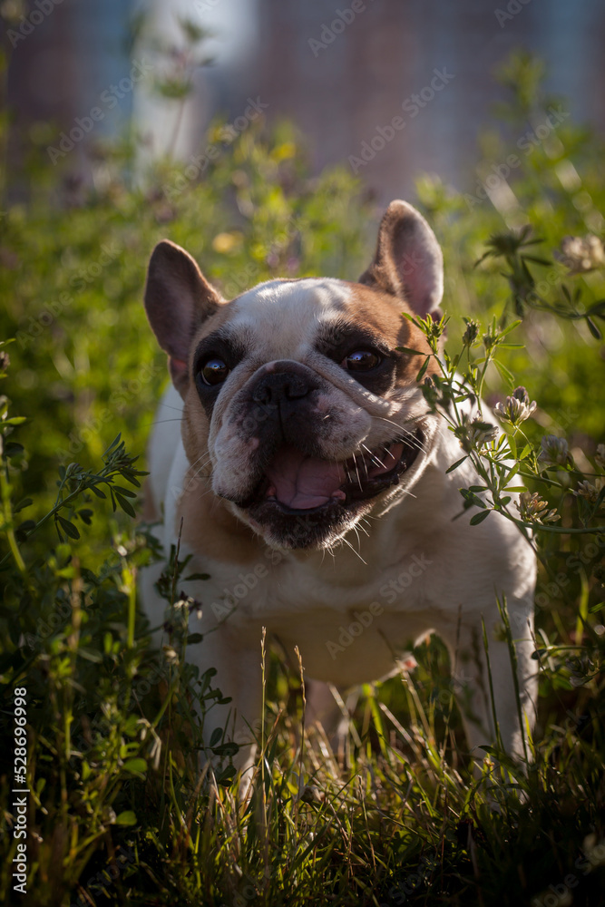 French bulldog in a meadow on a sunny summer clear day
