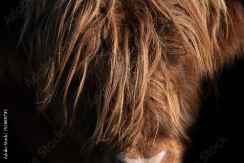 Detail shot of a Scottish highland cattle. You can see the brown forehead with lots of long hair emerging from the darkness photo