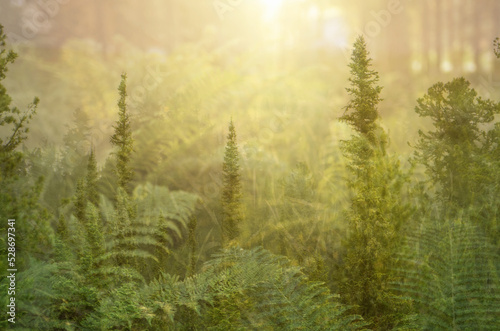 multiple exposure photo of forest