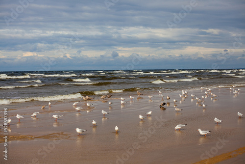 Beach near Baltic sea full of seagulls. Baltic sea beach