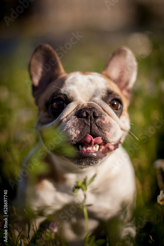 French bulldog in a meadow on a sunny summer clear day © Farinoza