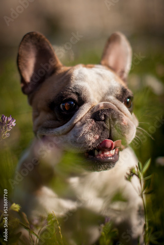 French bulldog in a meadow on a sunny summer clear day © Farinoza