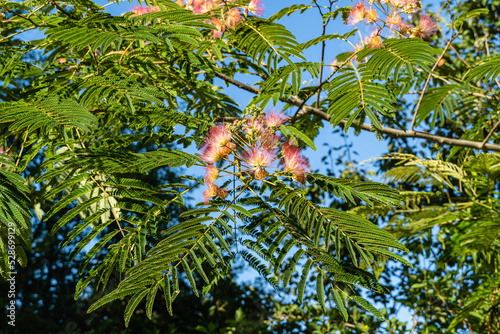 Pink fluffy flowers on branch of Persian silk tree  Albizia julibrissin  against blurred background of greenery and blue summer sky. Japanese acacia or pink silk tree of Fabaceae family.