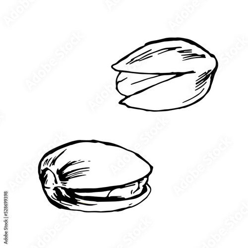 ピスタチオ複数＿シンプル線画モノクロイラスト