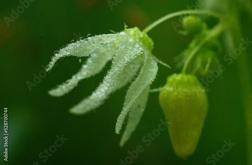 dew on the leaf