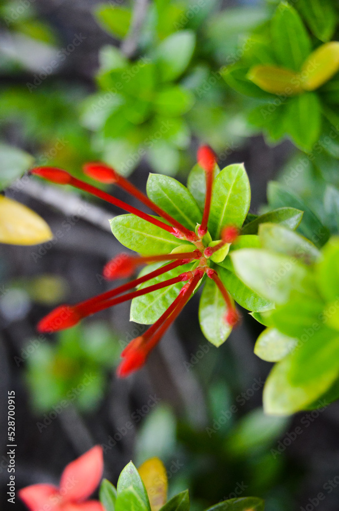 Pohon Asoka or Ixora, Other common names include viruchi, kiskaara, kepale, rangan, kheme, ponna, channtanea, techi, pan, siantan, jarum-jarum, jejarum, jungle flame, jungle geranium Pohon Asoka or Ixora, Other common names include viruchi, kiskaara, kepale, rangan, kheme, ponna, channtanea, techi, pan, siantan, jarum-jarum, jejarum, jungle flame, jungle geranium