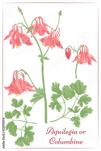A set of Aquilegia flowers, leaves and buds