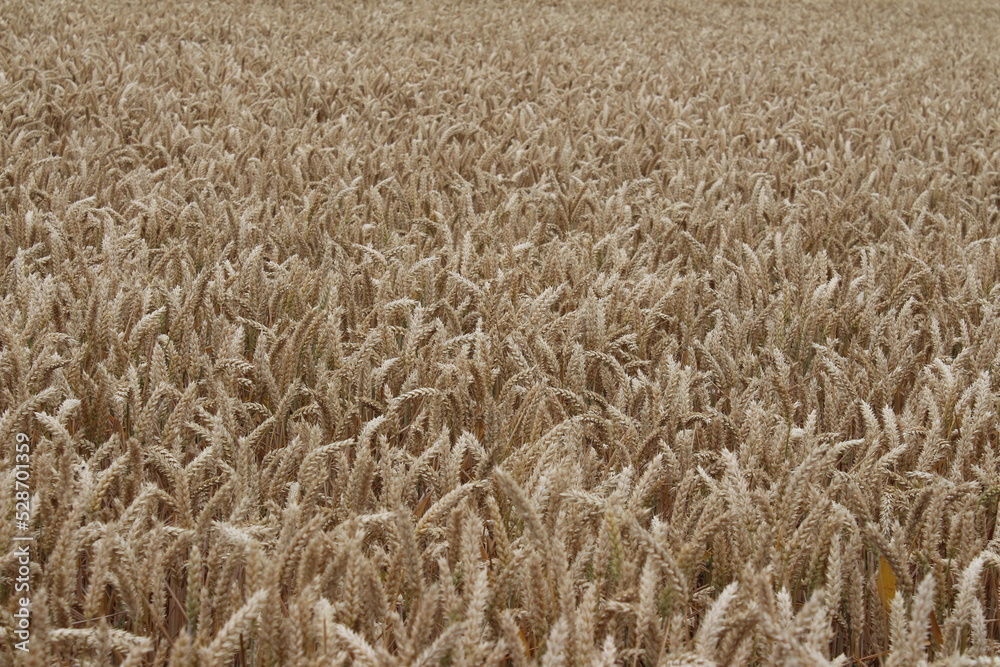 Reife Weizenähren. Nahaufnahme Foto. Landwirtschaftliches Umfeld. Bebautes Feld. Makroaufnahme von Getreide. Natürlicher Reichtum. Lebensmittelproduktion. Ackerland im Sommer. Sonniger Tag. Golden. Reife Weizenähren. Nahaufnahme Foto. Landwirtschaftliches Umfeld. Bebautes Feld. Makroaufnahme von Getreide. Natürlicher Reichtum. Lebensmittelproduktion. Ackerland im Sommer. Sonniger Tag. Golden.