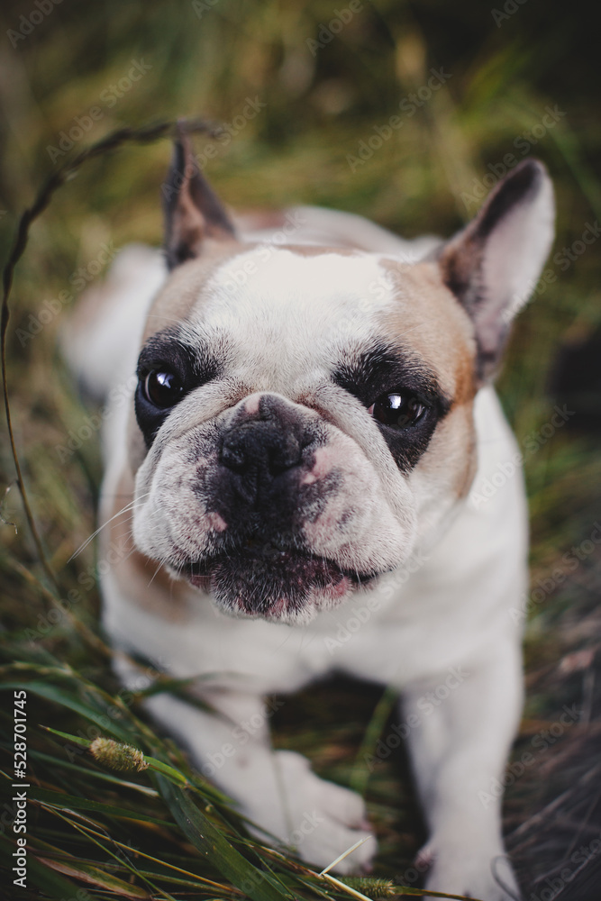 French bulldog in a meadow on a sunny summer clear day French bulldog in a meadow on a sunny summer clear day