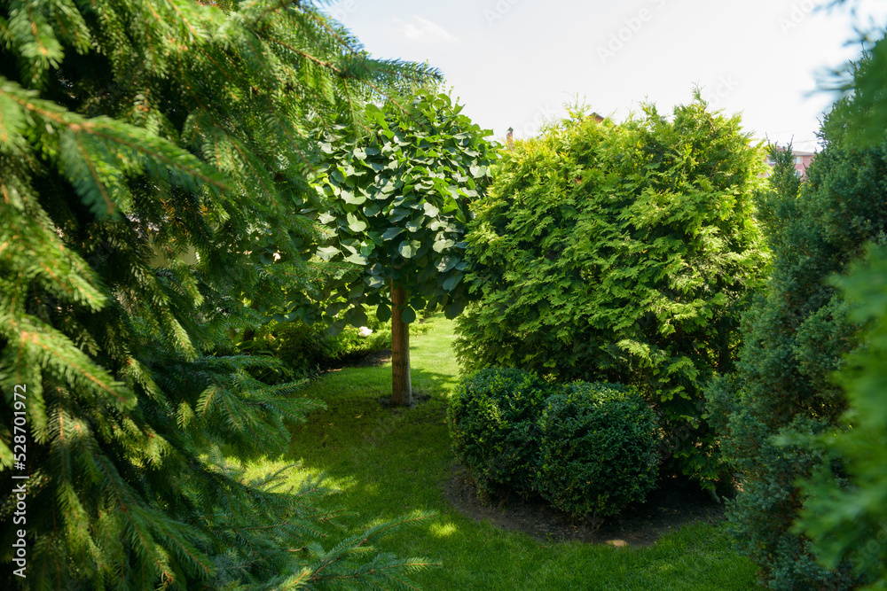 beautiful garden, various ornamental plants grows in the garden, junipers in the garden beautiful garden, various ornamental plants grows in the garden, junipers in the garden
