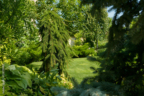 beautiful garden, various ornamental plants grows in the garden, junipers in the garden 