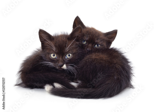 Two black small kittens.