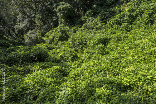 녹색 나뭇잎으로 가득 찬 배경 사진