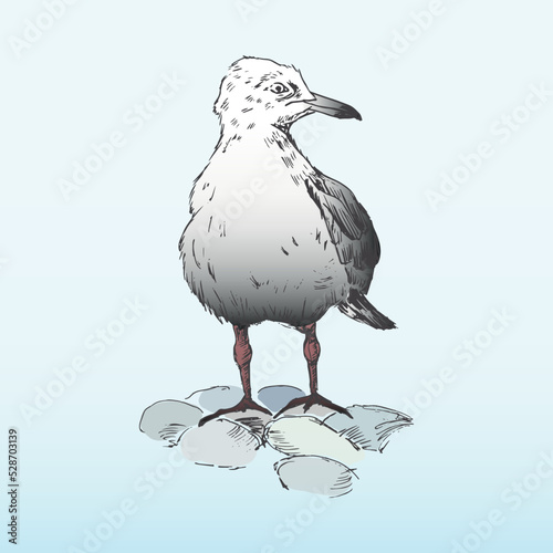 Seagull. Gull stands on the stones and looks to the right. Hand-drawn in sketch style. Vector illustration