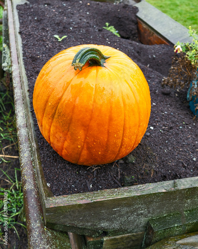 Ripe pumpking laying on veggybed soil, wet under the rain
