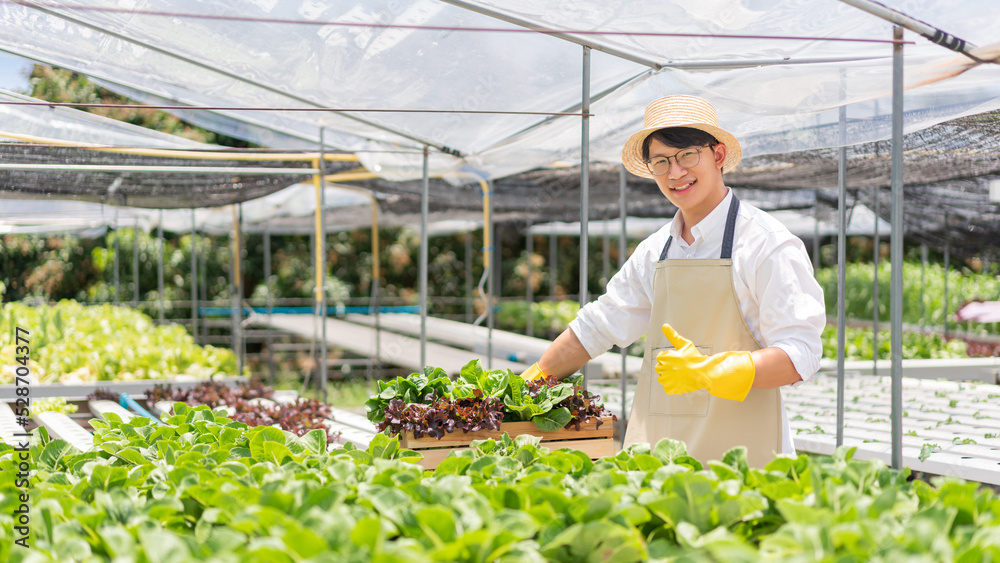 Hydroponic vegetable concept, Asian man give thumbs up sign gesture after check quality fresh salad Hydroponic vegetable concept, Asian man give thumbs up sign gesture after check quality fresh salad