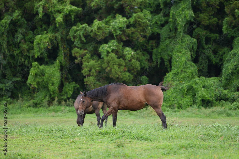Horses resting on the clear blue sky and green meadow Horses resting on the clear blue sky and green meadow