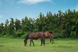 Horses resting on the clear blue sky and green meadow