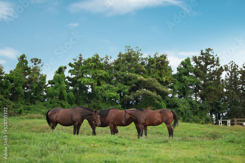 Horses resting on the clear blue sky and green meadow © HYEJIN