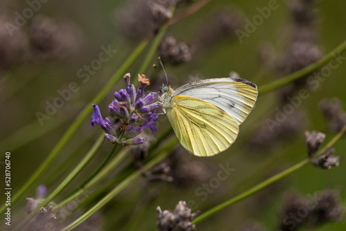 Cabbage White butterfly on lavender blossom © eyewave