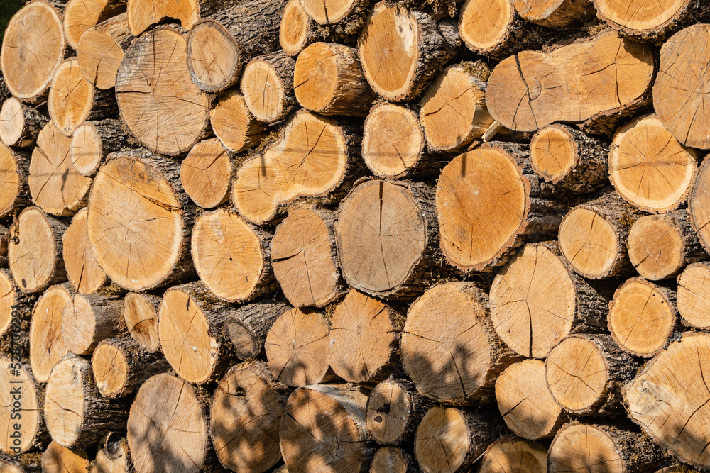 Close-up of firewood piled up to dry in sun. Alternative and cheap fuel for the stove instead of gas. Oak firewood is sawn into stumps and stacked. Texture of oak stumps on cut. Close-up of firewood piled up to dry in sun. Alternative and cheap fuel for the stove instead of gas. Oak firewood is sawn into stumps and stacked. Texture of oak stumps on cut.