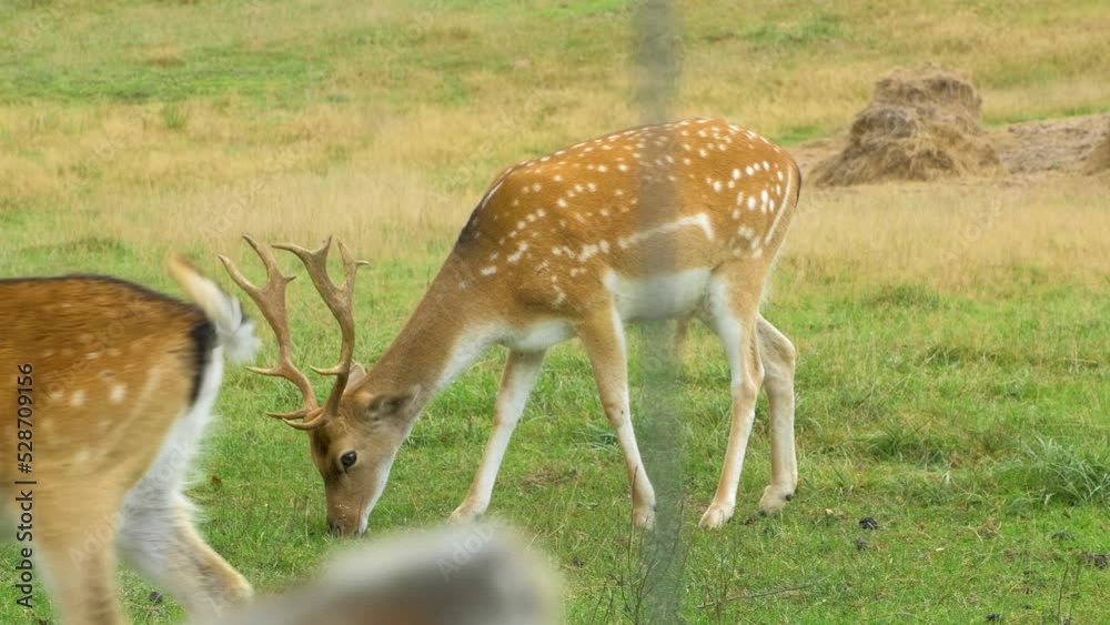 Fallow deer (Dama dama) buck with big horns eating lush green grass, female deer passing by, sunny day, wildlife concept, medium handheld shot Fallow deer (Dama dama) buck with big horns eating lush green grass, female deer passing by, sunny day, wildlife concept, medium handheld shot