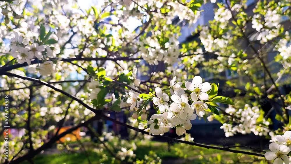 White blooming cherry flowers and buds on branch with green leaves close-up.Lots of white flowers in sunlight spring sunny day. Beautiful natural background from cherry blossom tree. White blooming cherry flowers and buds on branch with green leaves close-up.Lots of white flowers in sunlight spring sunny day. Beautiful natural background from cherry blossom tree.