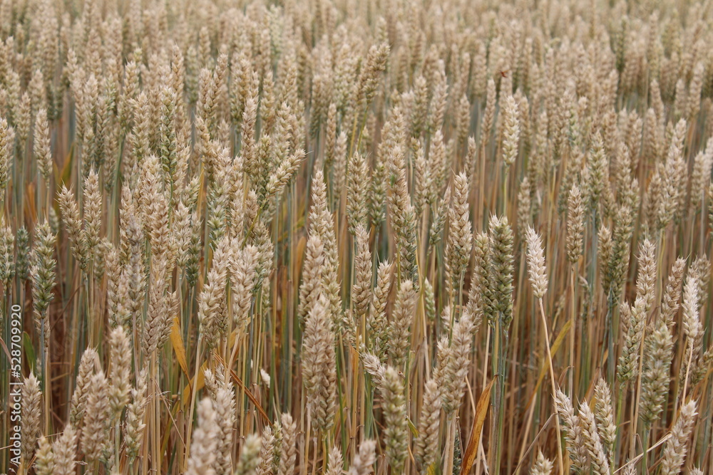 Reife Weizenähren. Nahaufnahme Foto. Landwirtschaftliches Umfeld. Bebautes Feld. Makroaufnahme von Getreide. Natürlicher Reichtum. Lebensmittelproduktion. Ackerland im Sommer. Sonniger Tag. Golden. Reife Weizenähren. Nahaufnahme Foto. Landwirtschaftliches Umfeld. Bebautes Feld. Makroaufnahme von Getreide. Natürlicher Reichtum. Lebensmittelproduktion. Ackerland im Sommer. Sonniger Tag. Golden.