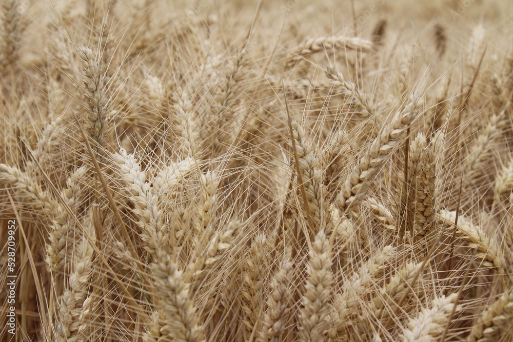 Reife Weizenähren. Nahaufnahme Foto. Landwirtschaftliches Umfeld. Bebautes Feld. Makroaufnahme von Getreide. Natürlicher Reichtum. Lebensmittelproduktion. Ackerland im Sommer. Sonniger Tag. Golden.