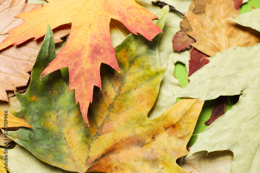 Fototapeta premium Concept of Autumn, autumn leaves on whole background, close up