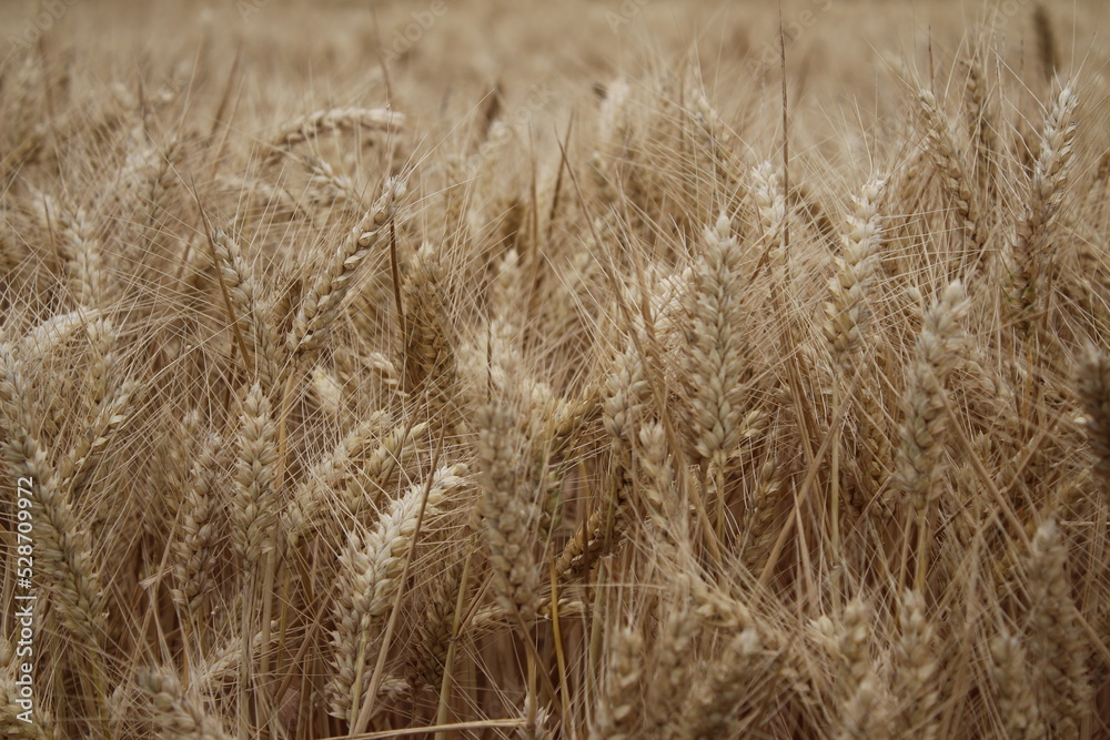 Reife Weizenähren. Nahaufnahme Foto. Landwirtschaftliches Umfeld. Bebautes Feld. Makroaufnahme von Getreide. Natürlicher Reichtum. Lebensmittelproduktion. Ackerland im Sommer. Sonniger Tag. Golden. Reife Weizenähren. Nahaufnahme Foto. Landwirtschaftliches Umfeld. Bebautes Feld. Makroaufnahme von Getreide. Natürlicher Reichtum. Lebensmittelproduktion. Ackerland im Sommer. Sonniger Tag. Golden.