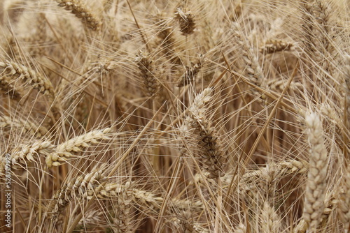 Reife Weizenähren. Nahaufnahme Foto. Landwirtschaftliches Umfeld. Bebautes Feld. Makroaufnahme von Getreide. Natürlicher Reichtum. Lebensmittelproduktion. Ackerland im Sommer. Sonniger Tag. Golden.