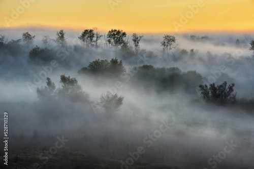 Trees in the Fog. Autumn morning. Nature of Ukraine