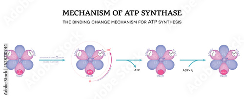 Mechanism of ATP synthase. The binding change mechanism for ATP synthesis.  120° rotation of gamma (γ) subunit counter-clockwise. 