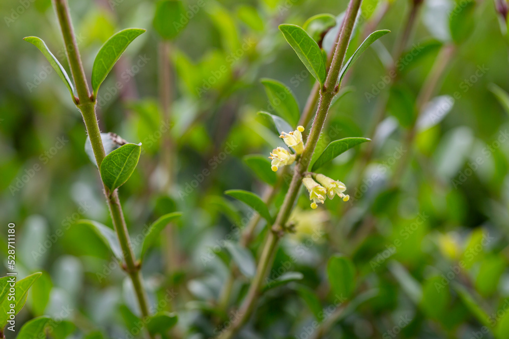 close-up of small white honeysuckle flowers in May, Box-leaved honeysuckle branch - Latin name - Lonicera ligustrina var. pileata Lonicera pileata close-up of small white honeysuckle flowers in May, Box-leaved honeysuckle branch - Latin name - Lonicera ligustrina var. pileata Lonicera pileata