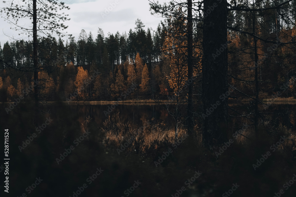 Morning in the autumn forest Morning in the autumn forest